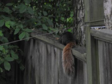 white squirrel season again